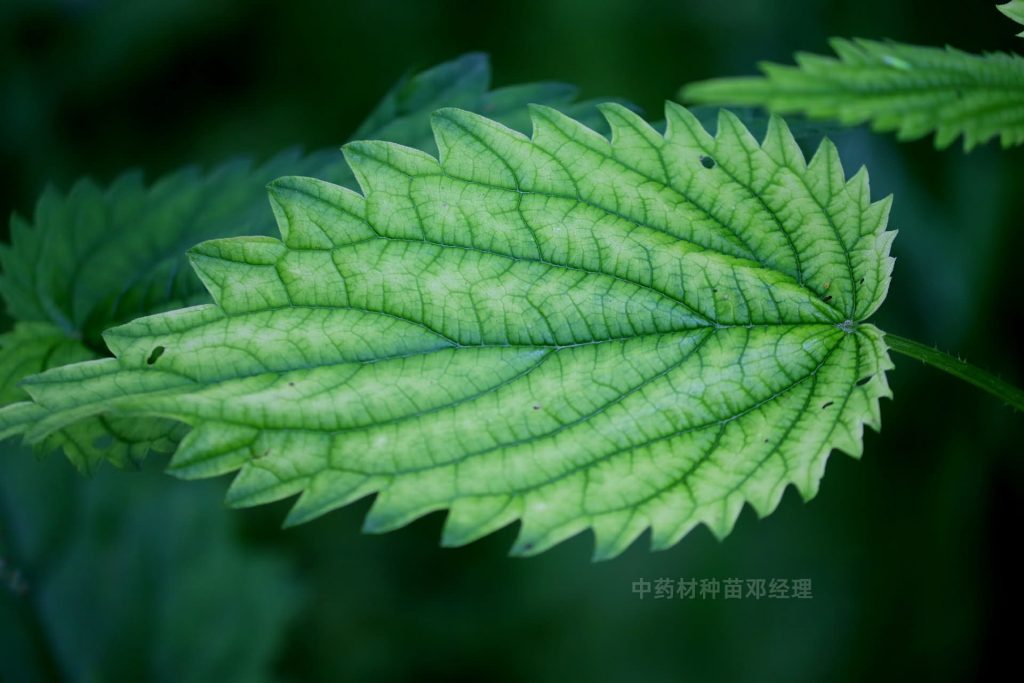 什么是中药材？判断好的中药材种苗有什么要求